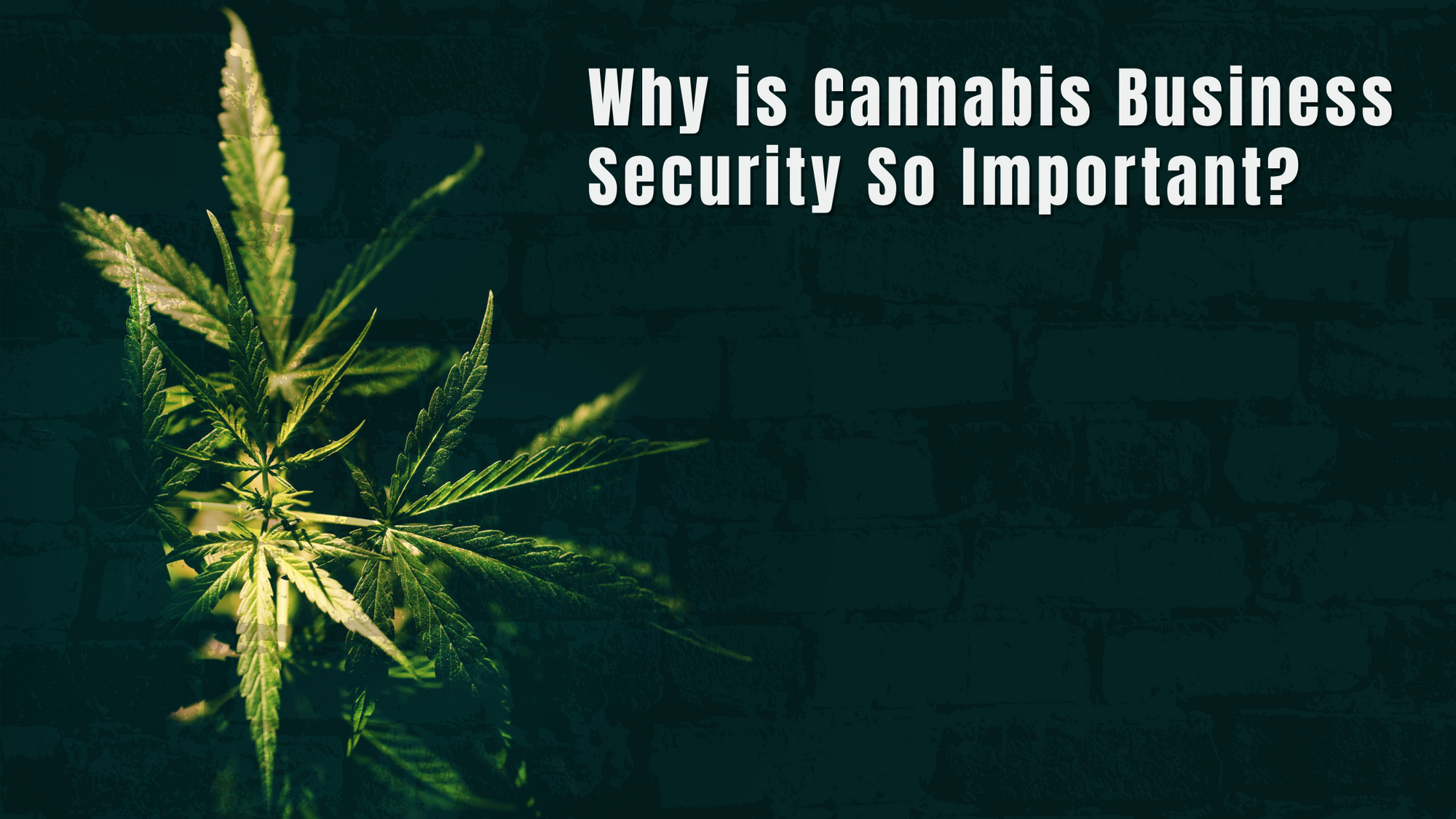 Why is Cannabis Business Security So Important