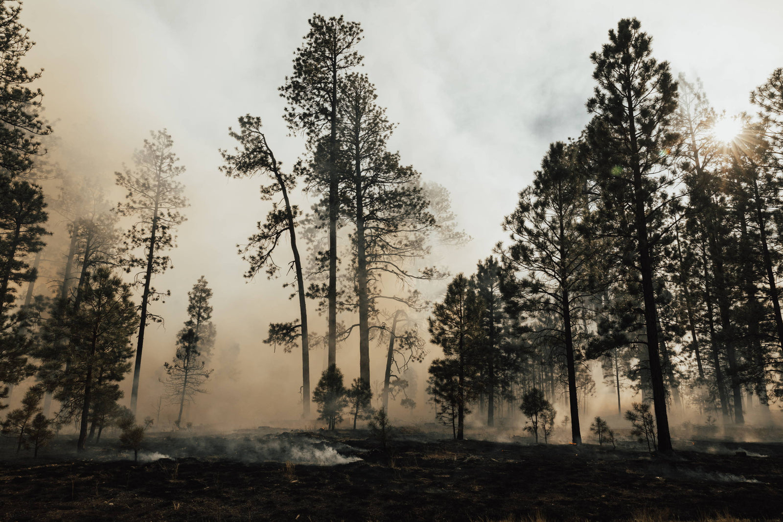 Forest on fire with trees and smoke in the background